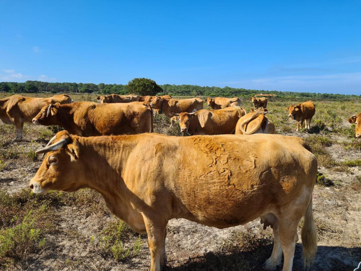 Herdade Da Vagem Rogil Kültér fotó
